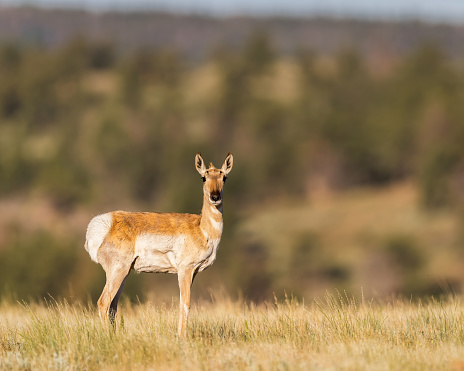 A  pronghorn doe stands alert in Wyoming's morning sunlight.