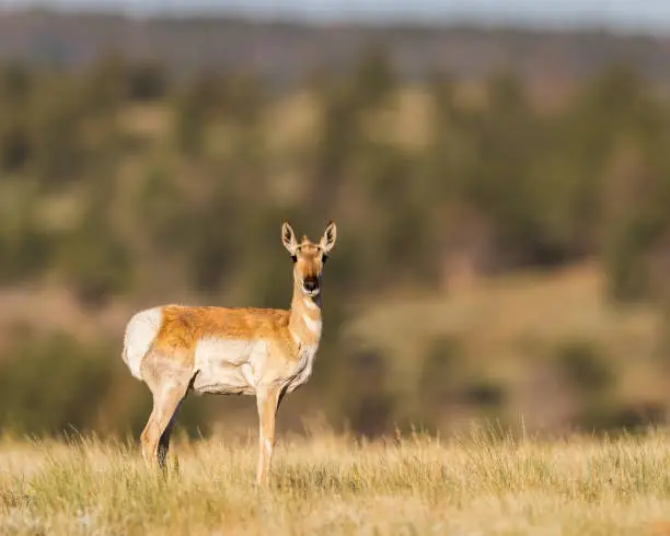 Photo of Pronghorn (Antilocapra Americana)