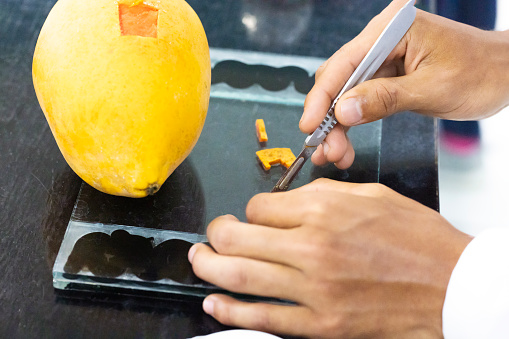 Young person working with a scalpel and a papaya for an experiment.