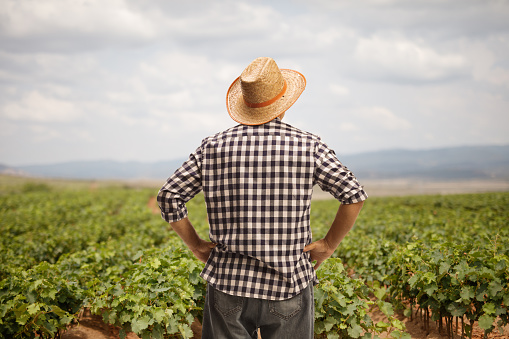 Rear view shot of a farmer with a straw hat looking at a grapevine field