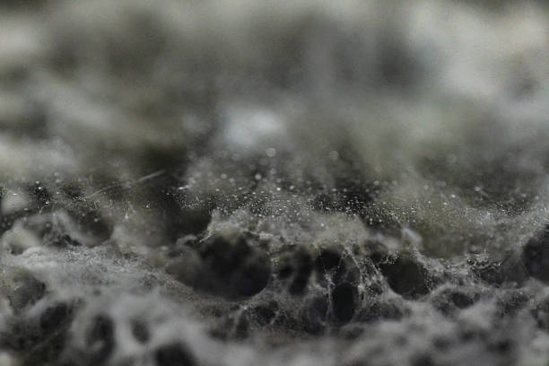 vista microscópica de hongos - spore fotografías e imágenes de stock