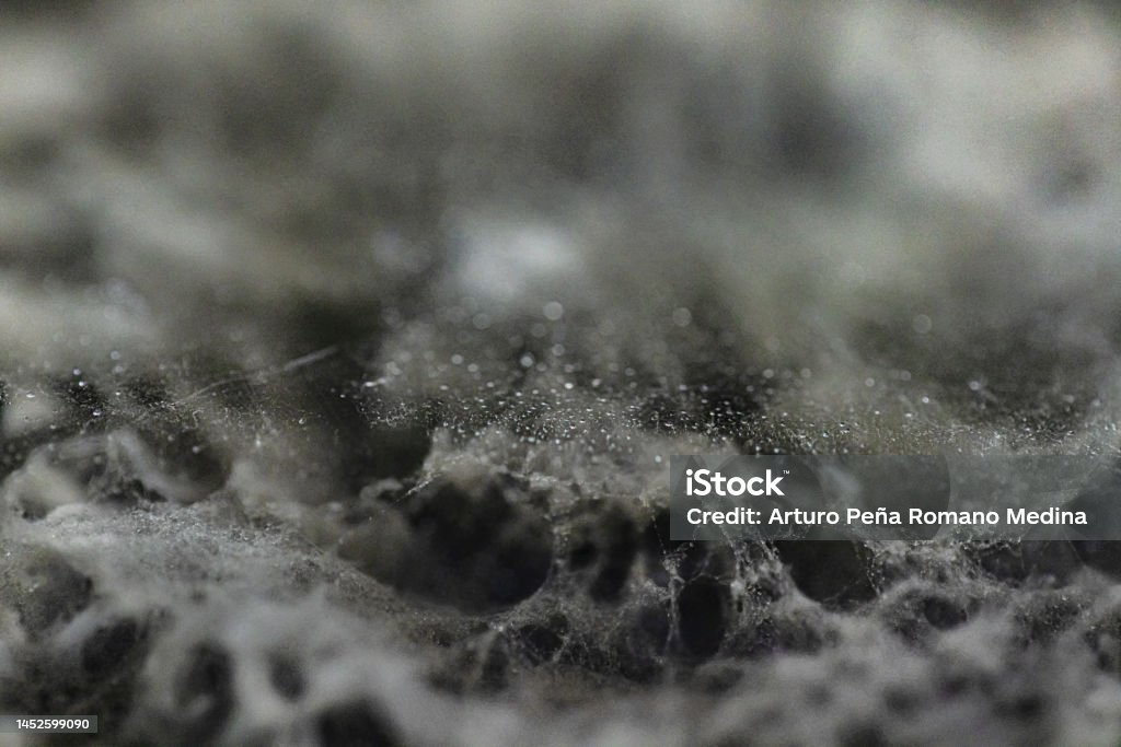 Microscope view of fungus Fungal Mold Stock Photo