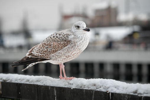 Herring Gull Stands On Snow-Covered Railing In Center Of Riga Near Railway Station.