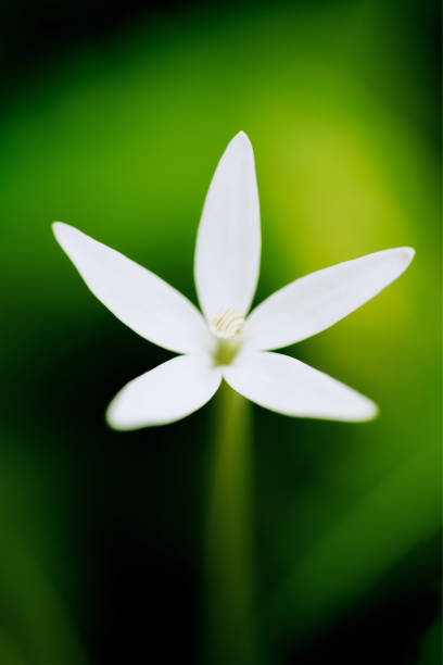 istock Lush Greenery in Tropical Jungle Forest Penang Island Malaysia 1452606259