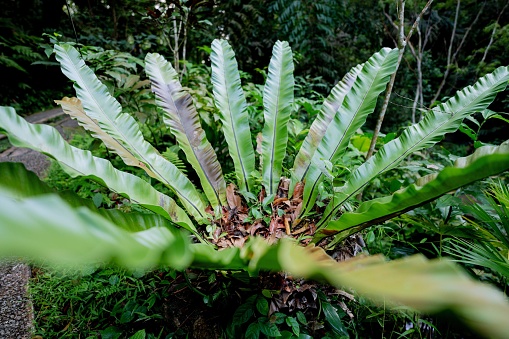 Green lung create positive impact to not only local community but also the environment. Being in green space boost moods, releases stress, and overall have a positive impact on a person’s sense of well-being.