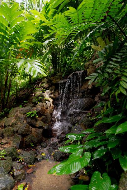 istock Lush Greenery in Tropical Jungle Forest Penang Island Malaysia 1452606332