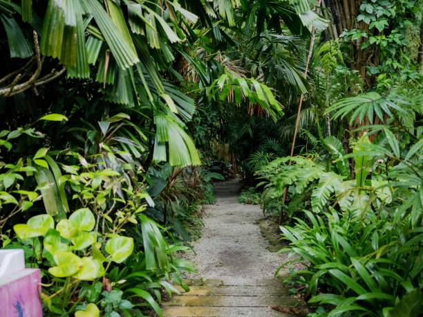 istock Lush Greenery in Tropical Jungle Forest Penang Island Malaysia 1452606373