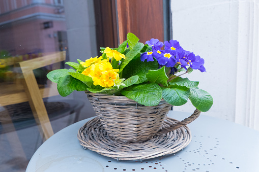 Beautiful brightly blooming primroses of blue and yellow in pots stand on a table on the street against the background of the window. Spring mood.