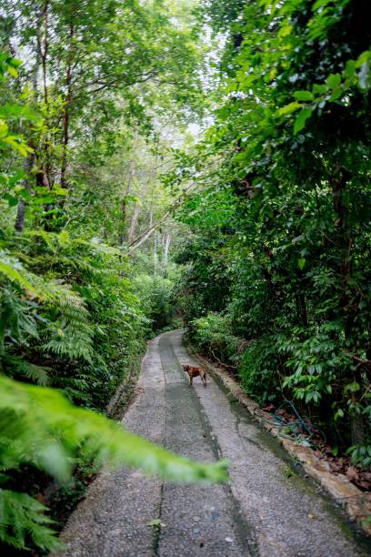 istock Lush Greenery in Tropical Jungle Forest Penang Island Malaysia 1452606533