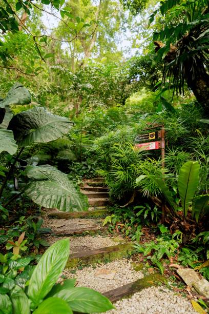 istock Lush Greenery in Tropical Jungle Forest Penang Island Malaysia 1452606564