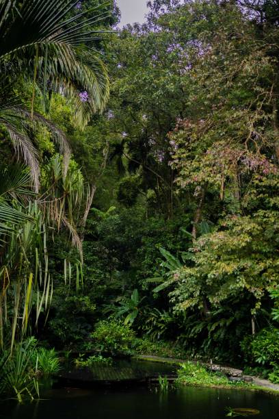istock Lush Greenery in Tropical Jungle Forest Penang Island Malaysia 1452606598