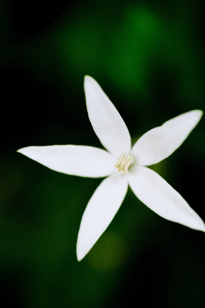 istock Lush Greenery in Tropical Jungle Forest Penang Island Malaysia 1452610867