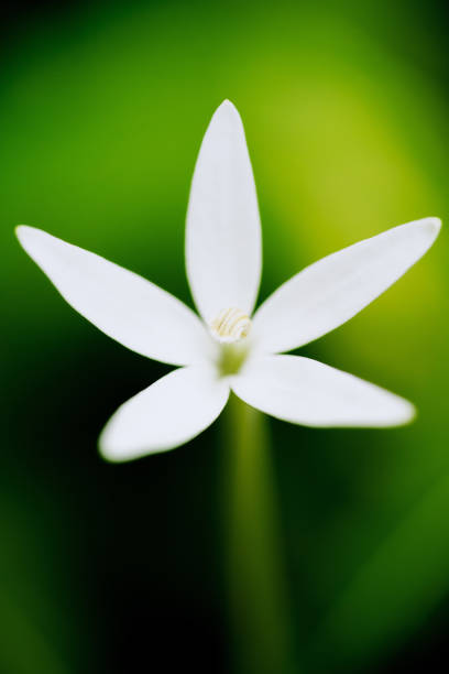 istock Lush Greenery in Tropical Jungle Forest Penang Island Malaysia 1452611454