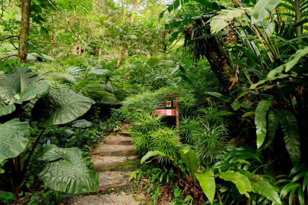 istock Lush Greenery in Tropical Jungle Forest Penang Island Malaysia 1452611484