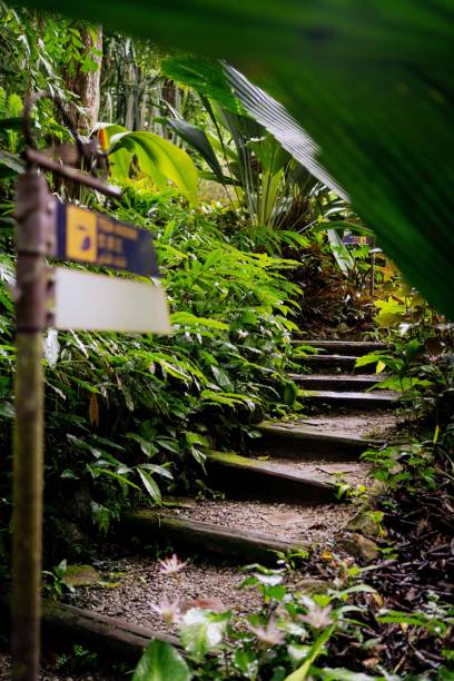 istock Lush Greenery in Tropical Jungle Forest Penang Island Malaysia 1452611496