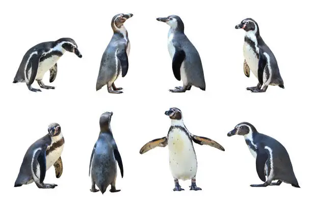 Humboldt penguin standing on white background.