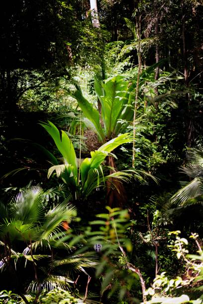 istock Lush Greenery in Tropical Jungle Forest Penang Island Malaysia 1452611561