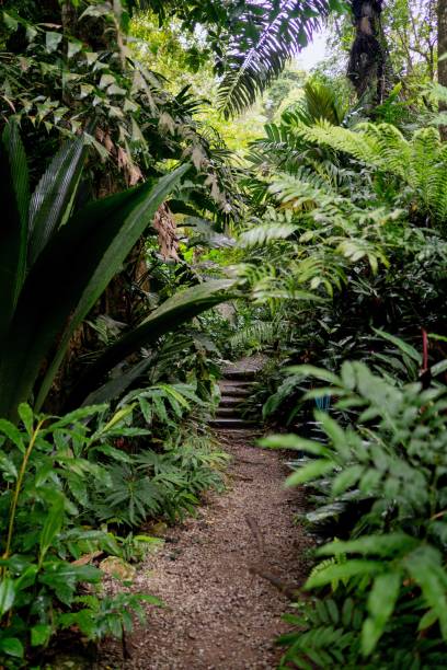 istock Lush Greenery in Tropical Jungle Forest Penang Island Malaysia 1452611577