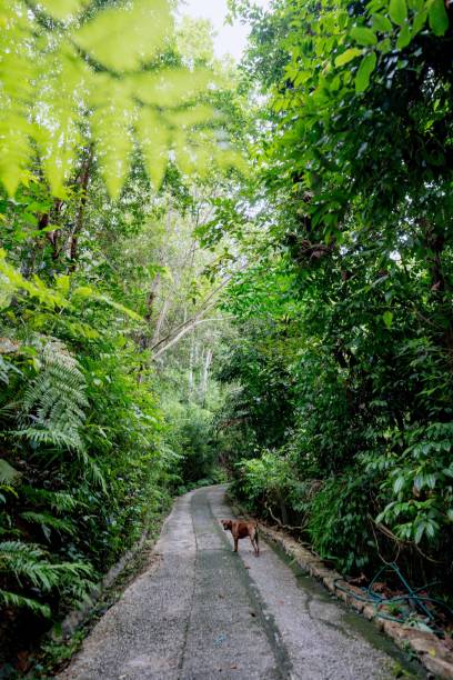 istock Lush Greenery in Tropical Jungle Forest Penang Island Malaysia 1452611615