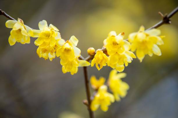 istock Wintersweet twig,yellow flower on branch in winter. 1452612160
