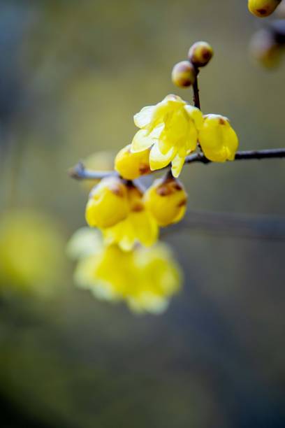 istock Wintersweet twig,yellow flower on branch in winter. 1452612163