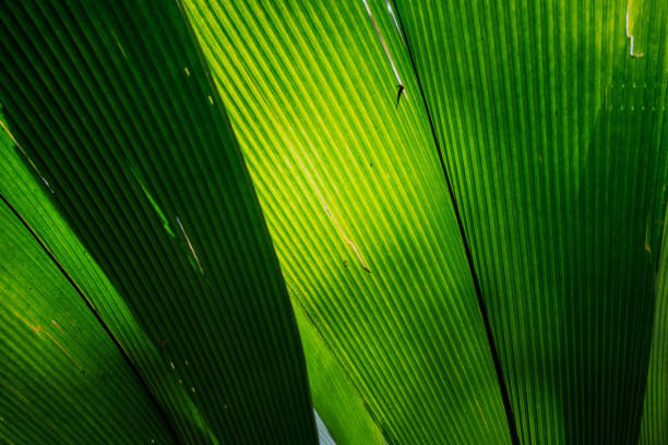 Green lung create positive impact to not only local community but also the environment. Being in green space boost moods, releases stress, and overall have a positive impact on a person’s sense of well-being.