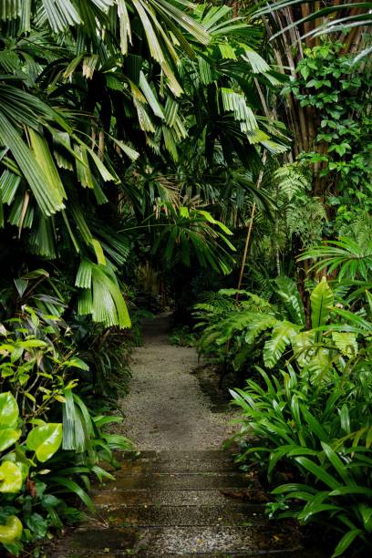istock Lush Greenery in Tropical Jungle Forest Penang Island Malaysia 1452612344