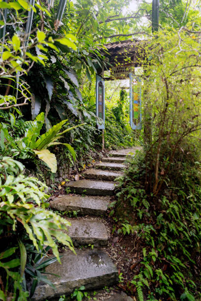istock Lush Greenery in Tropical Jungle Forest Penang Island Malaysia 1452612461