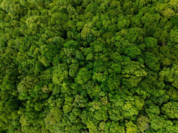 istock Lush Greenery in Tropical Jungle Forest Penang Island Malaysia 1452612482