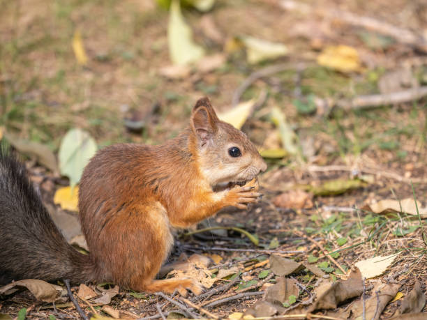 istock Autumn squirrel with nut sits on green grass with fallen yellow leaves 1452612515