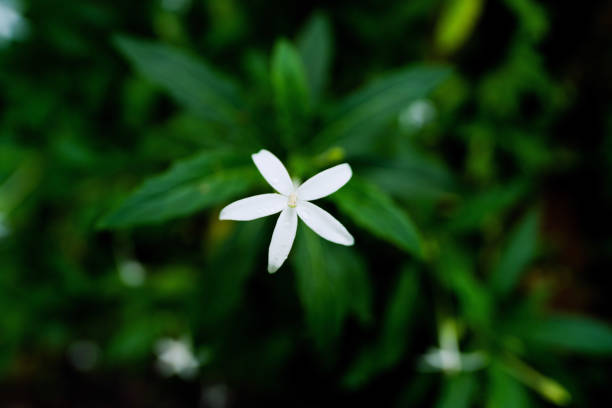 istock Lush Greenery in Tropical Jungle Forest Penang Island Malaysia 1452613033
