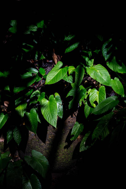 istock Lush Greenery in Tropical Jungle Forest Penang Island Malaysia 1452613075