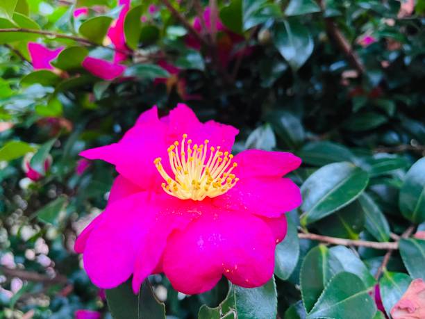 istock Japanese flowers sajank 1452614882
