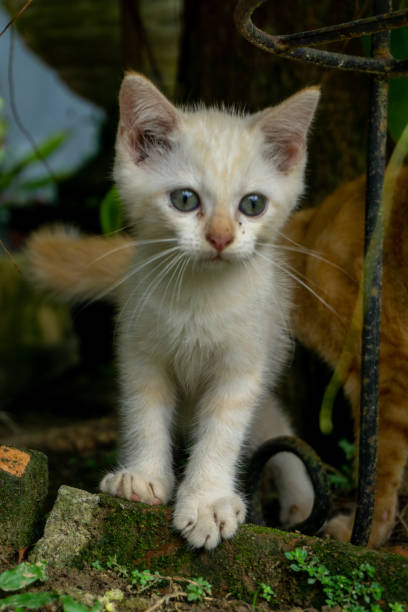 istock cute white kitten looking. white little cat playing in the garden. 1452618989