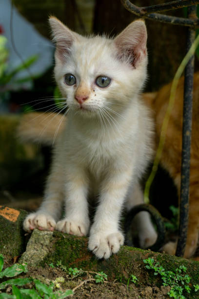 istock cute white kitten looking. white little cat playing in the garden. 1452618992