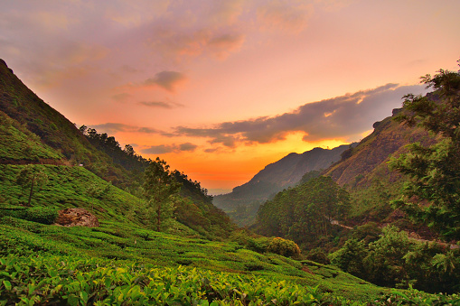 Sunset over tea plantations in Munnar, Kerala.