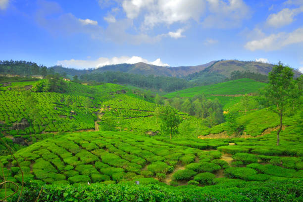 istock Green tea gardens in Munnar, Kerala. 1452621505