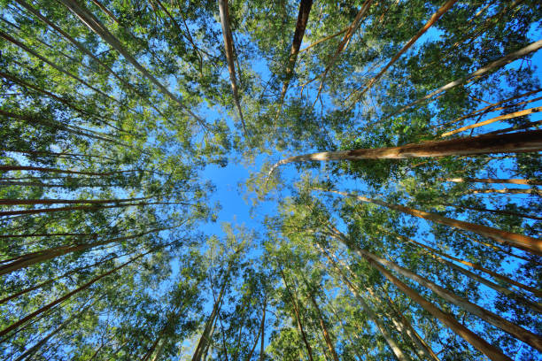Wide angle view of tall eucalyptus trees against the sky in munnar.