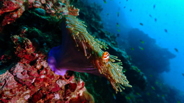 istock Clown fish and a anemone at colorful coral reef 1452623331