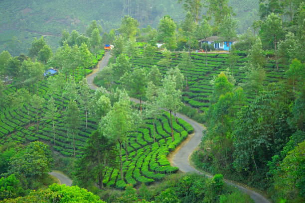 istock Green tea gardens in hill slopes in Munnar, Kerala. 1452624237