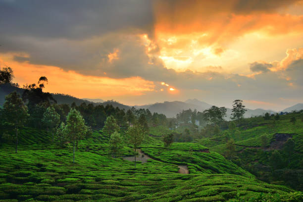 istock Sunset over tea gardens in Munnar, Kerala. 1452625795