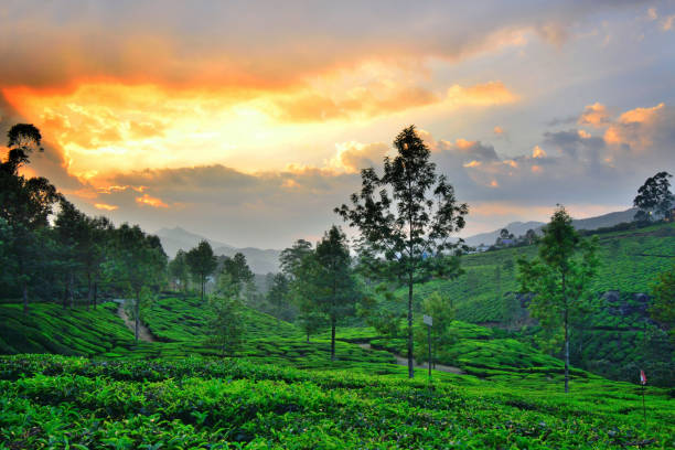 istock Sunset over tea gardens in Munnar, Kerala. 1452625865