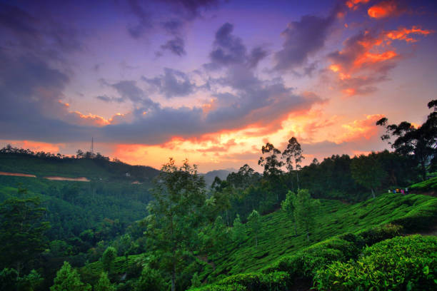 istock Sunset over tea gardens in Munnar, Kerala. 1452626572