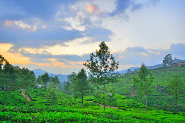 istock Sunset over tea gardens in Munnar, Kerala. 1452626615