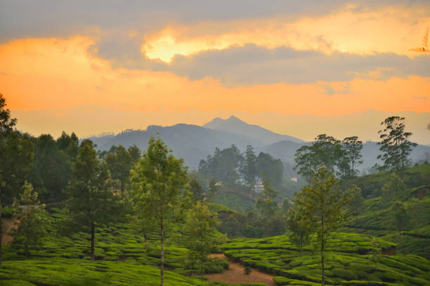 istock Sunset over tea gardens in Munnar, Kerala. 1452626640