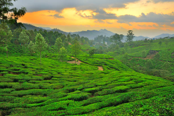 istock Sunset over tea gardens in Munnar, Kerala. 1452627148