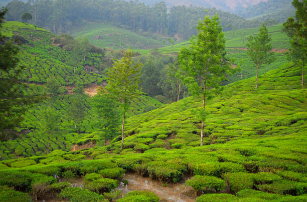 istock Tea gardens in Munnar, Kerala. 1452627324