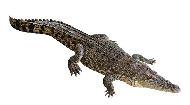 istock Saltwater crocodile isolated on white background with clipping path 1452627400
