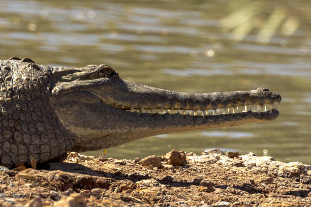 estuarine crocodile in australia - crocodile alligator australia animal teeth imagens e fotografias de stock