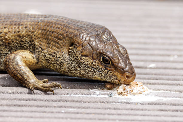 King Skink in Australia Attractive lizard found in dry areas of Australia. egernia stock pictures, royalty-free photos & images